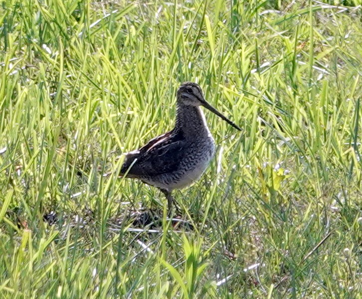 Wilson's Snipe - ML620308576