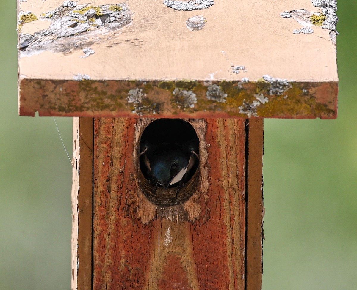 Tree Swallow - ML620308581