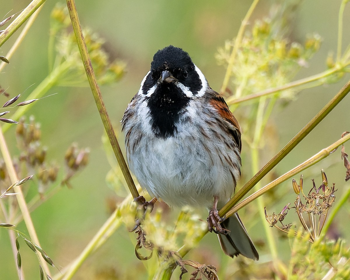 Reed Bunting - ML620308583