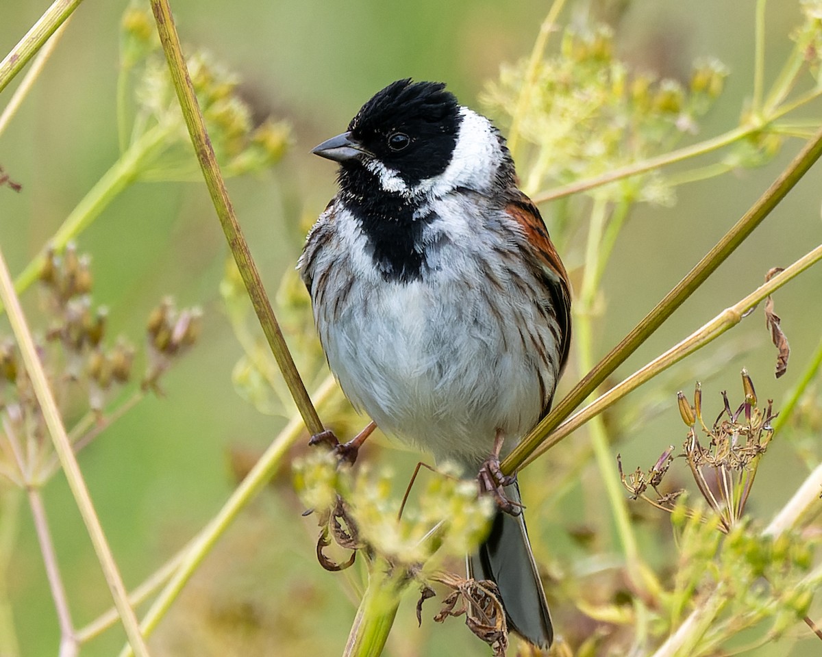 Reed Bunting - ML620308584