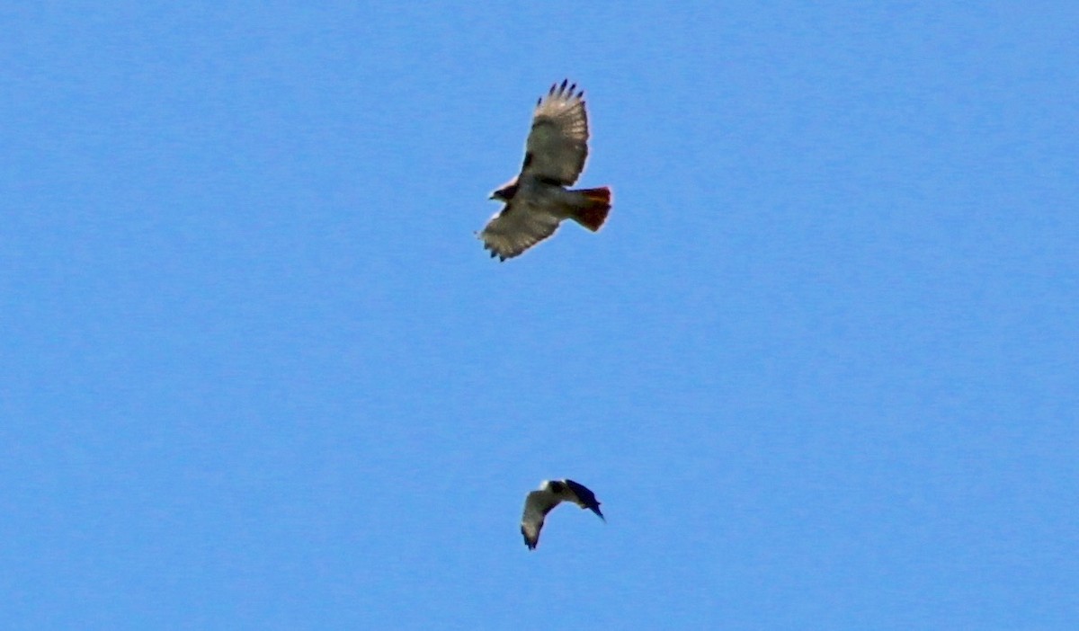 Red-tailed Hawk - ML620308586