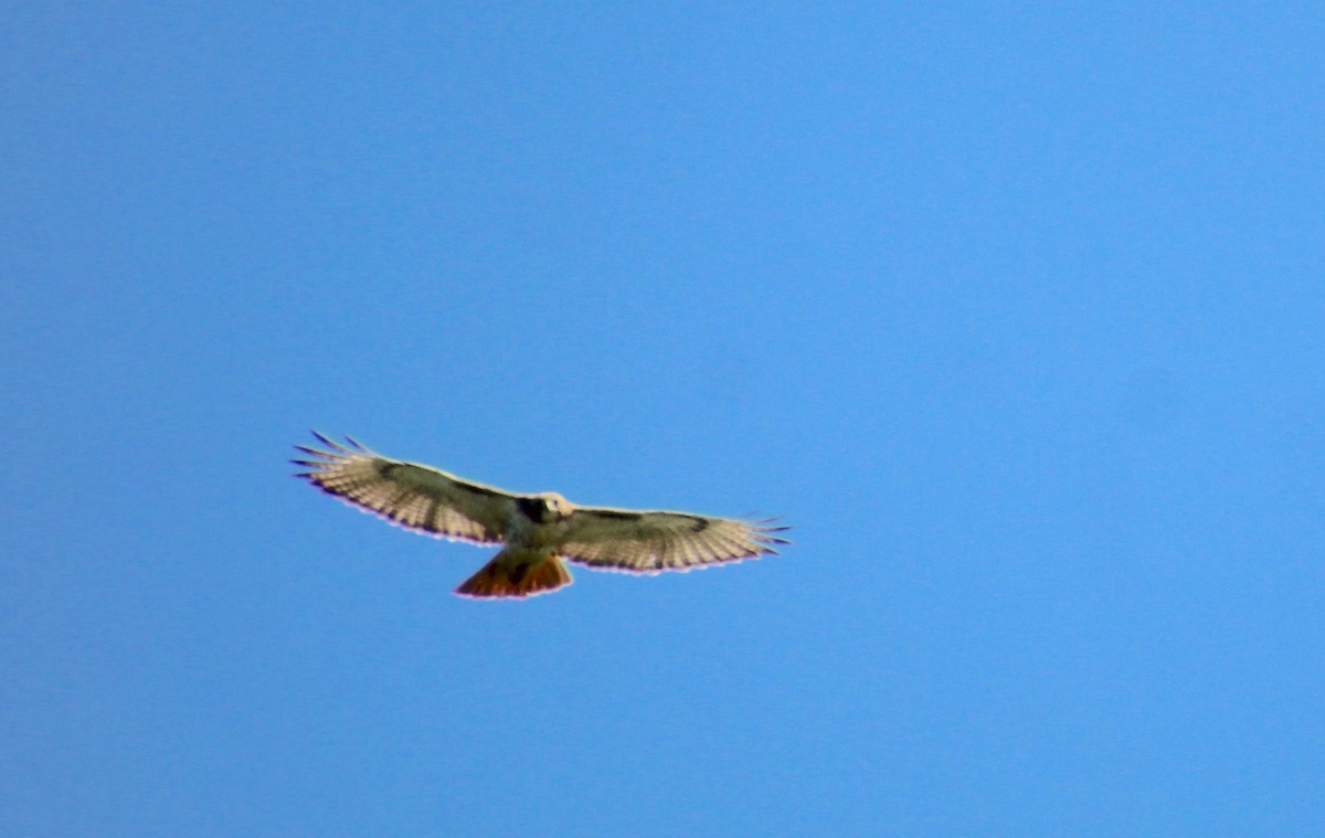 Red-tailed Hawk - ML620308587