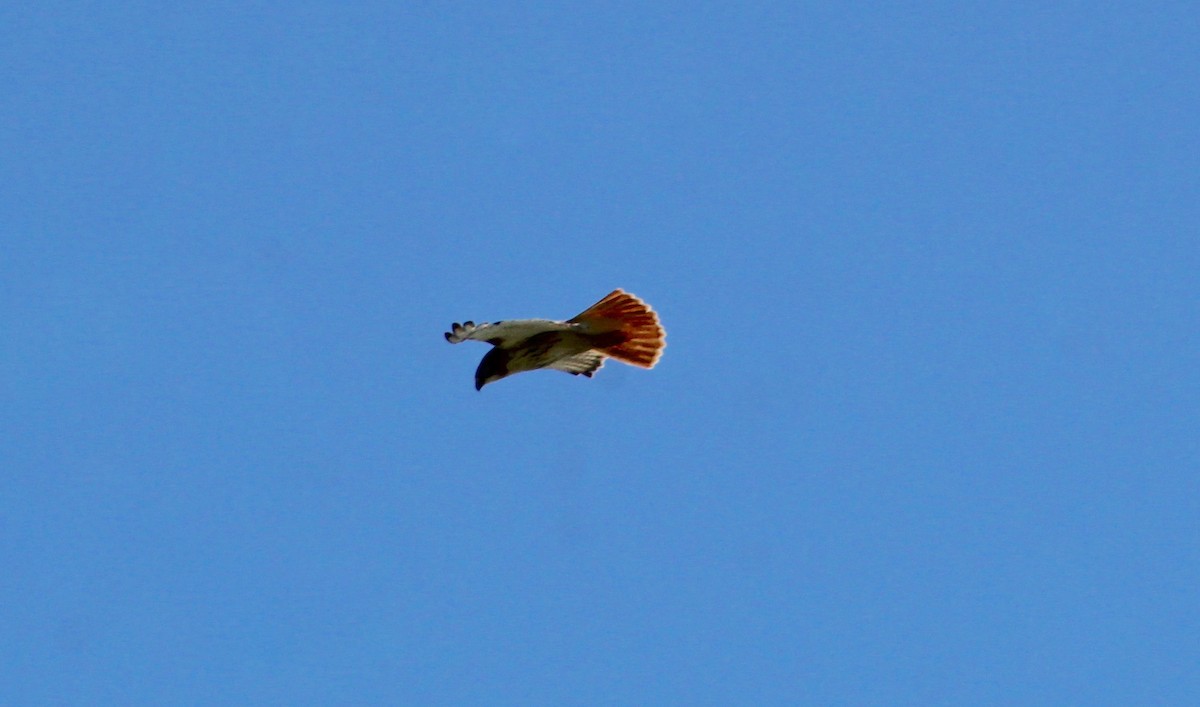 Red-tailed Hawk - ML620308588