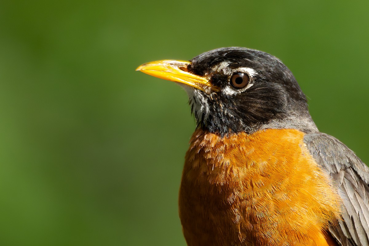 American Robin - ML620308590