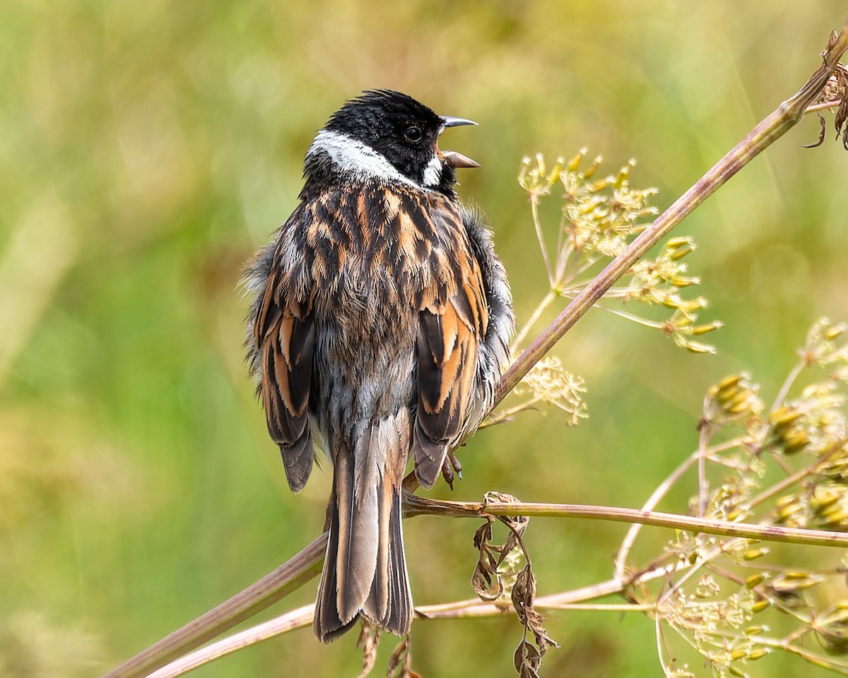 Reed Bunting - ML620308591