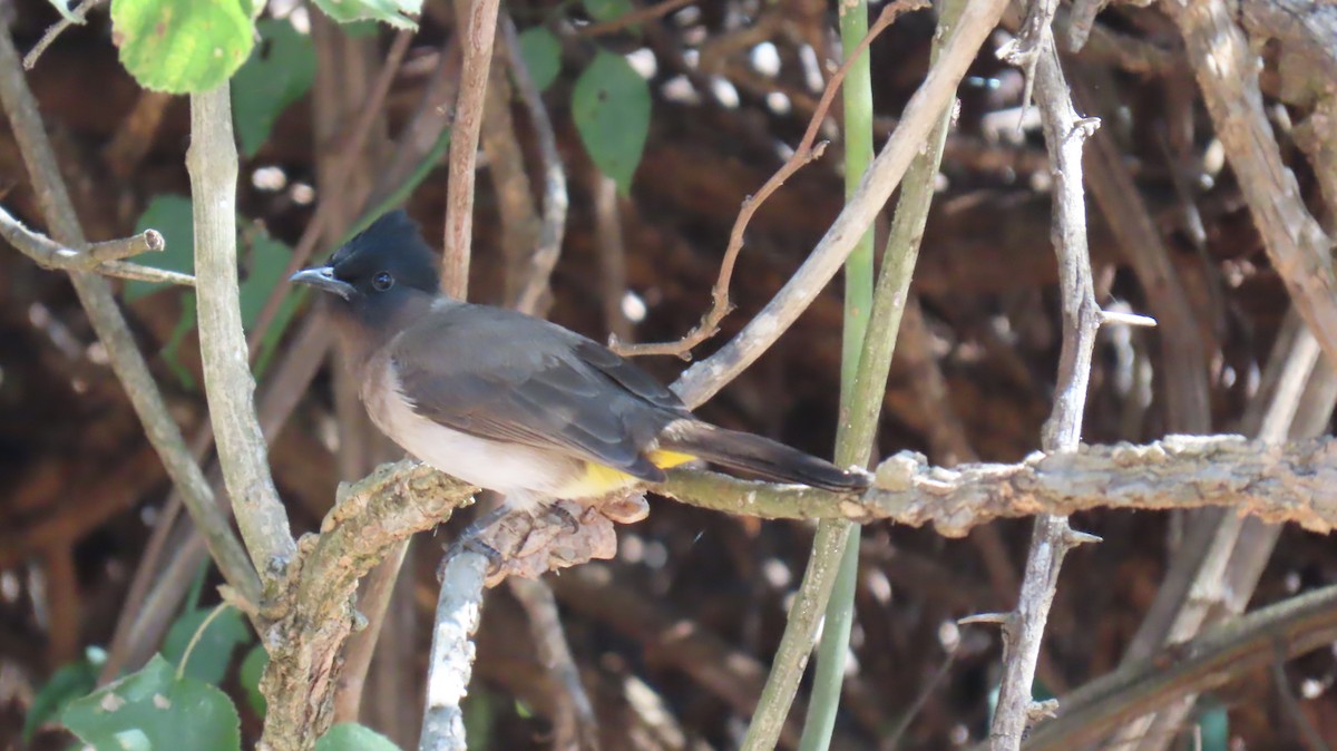 Common Bulbul - ML620308593