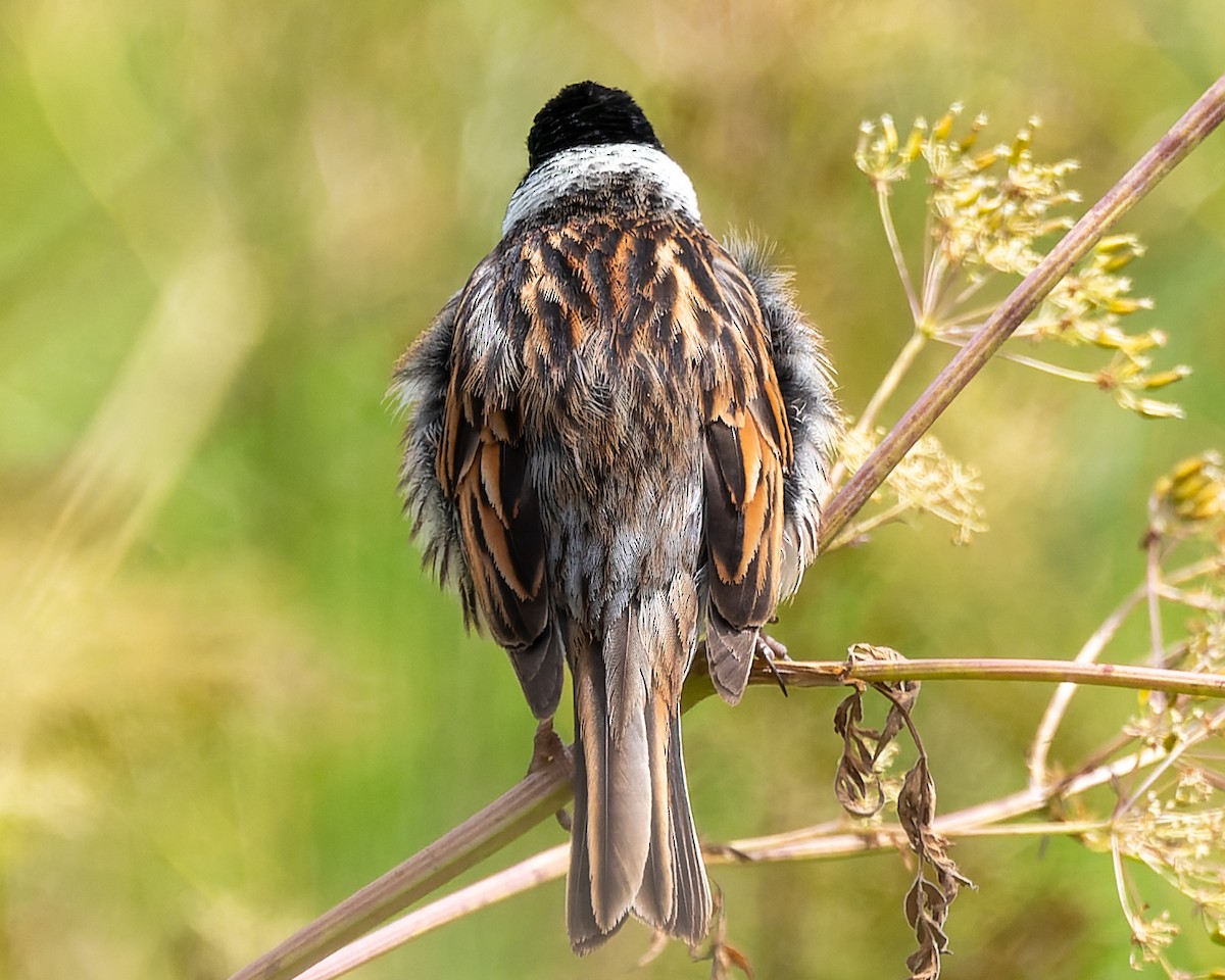 Reed Bunting - Magnus Andersson