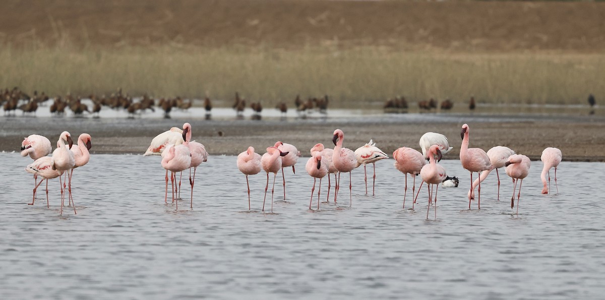 Lesser Flamingo - ML620308600