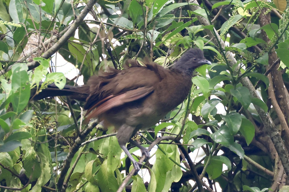 Gray-headed Chachalaca - ML620308601