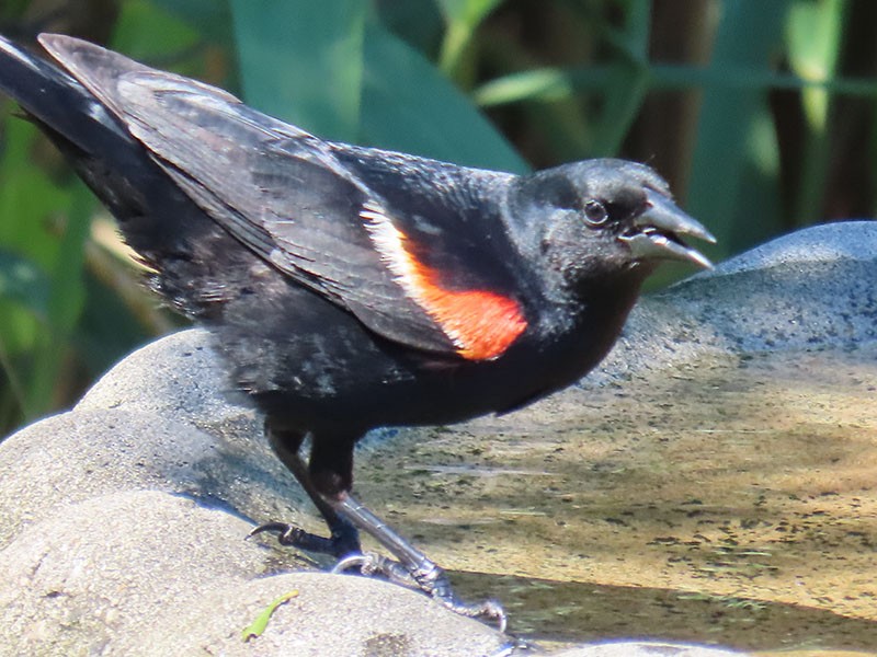 Red-winged Blackbird - ML620308602