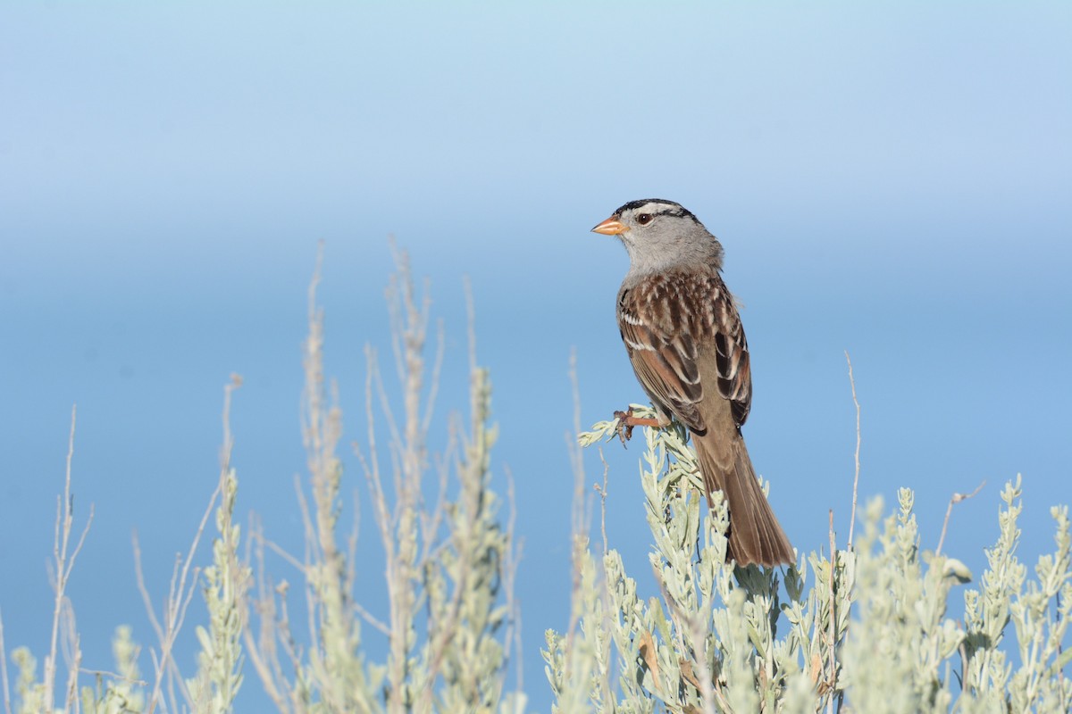 White-crowned Sparrow - ML620308604