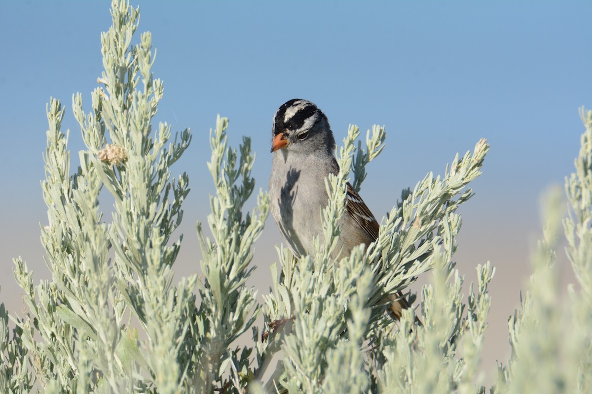 White-crowned Sparrow - ML620308605