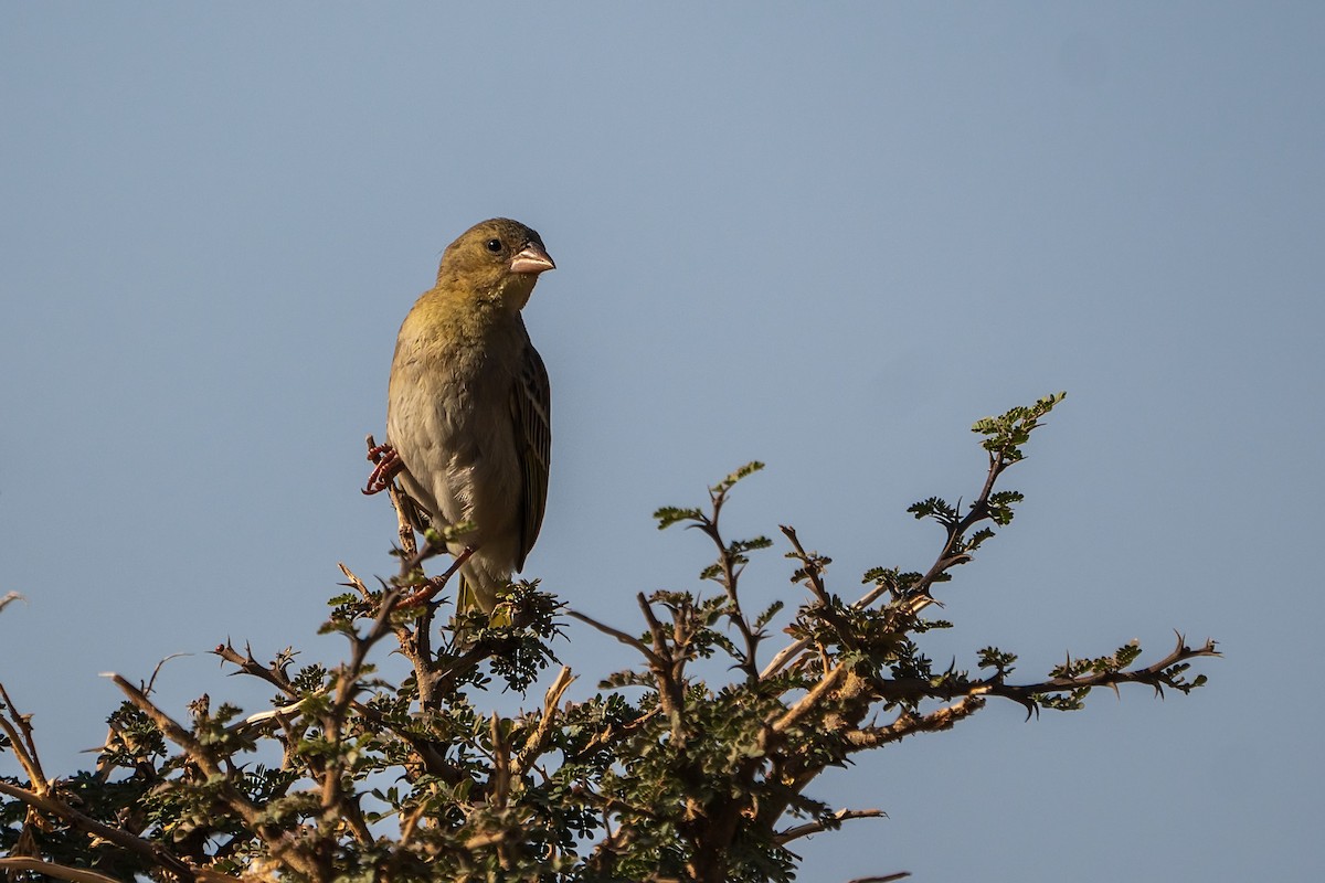 Rüppell's Weaver - ML620308609