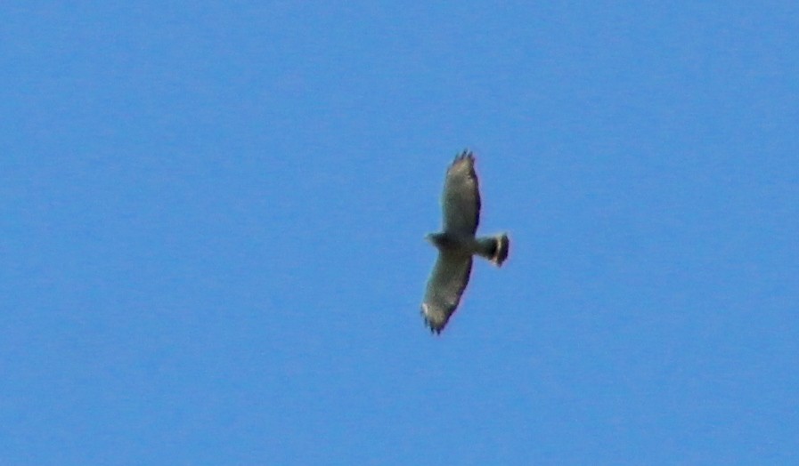 Broad-winged Hawk - ML620308611