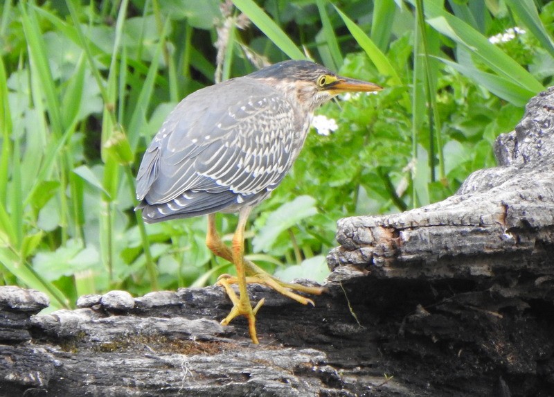 Green Heron - ML620308612