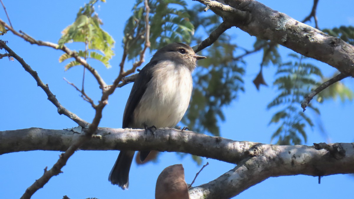 African Dusky Flycatcher - ML620308615