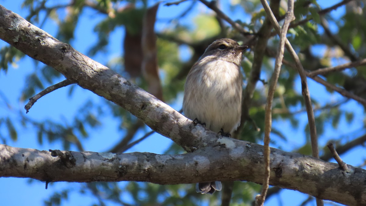 African Dusky Flycatcher - ML620308616