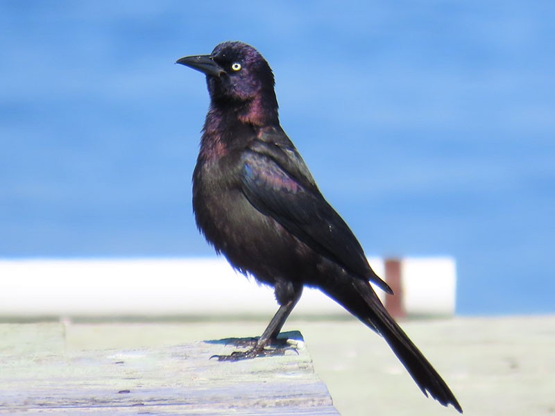 Boat-tailed Grackle - ML620308620