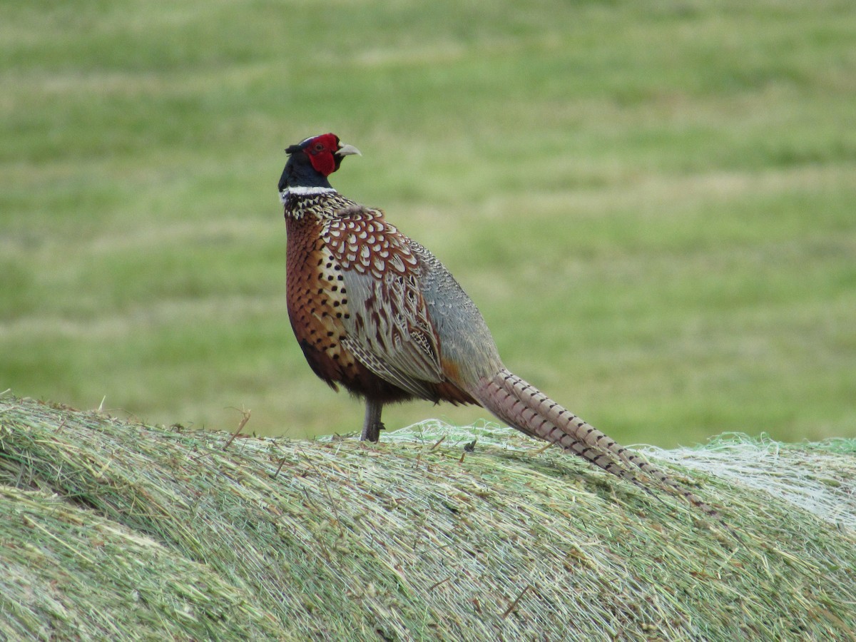 Ring-necked Pheasant - ML620308622