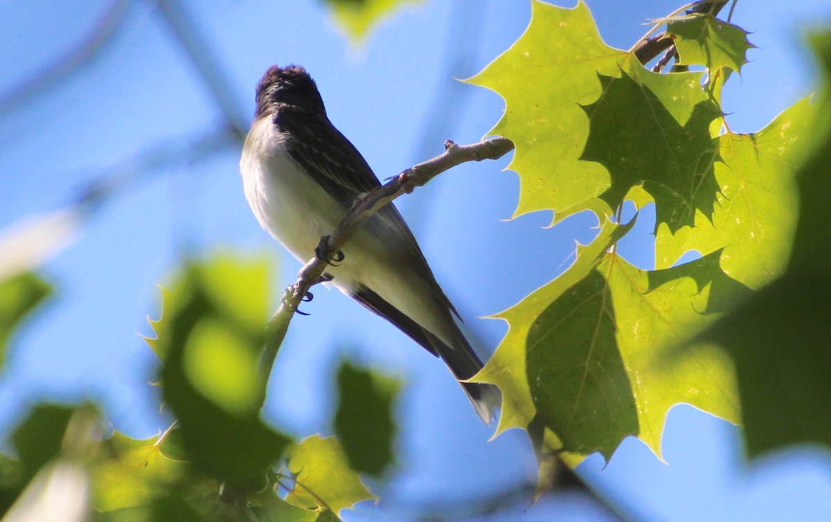 Eastern Kingbird - ML620308625