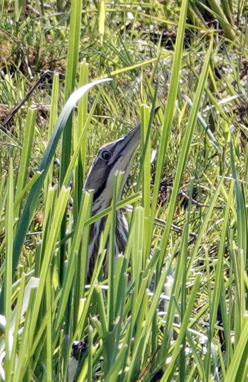 American Bittern - ML620308629