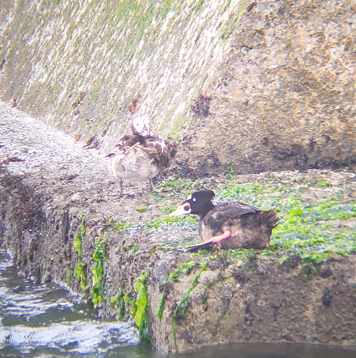 Long-tailed Duck - ML620308630