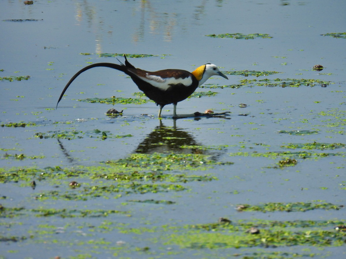 Pheasant-tailed Jacana - ML620308631