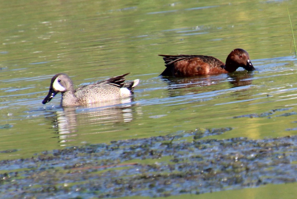 Blue-winged Teal - ML620308634