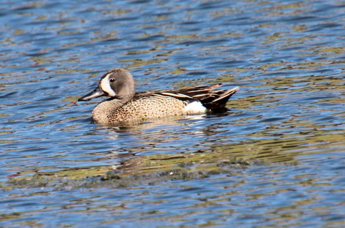Blue-winged Teal - ML620308637