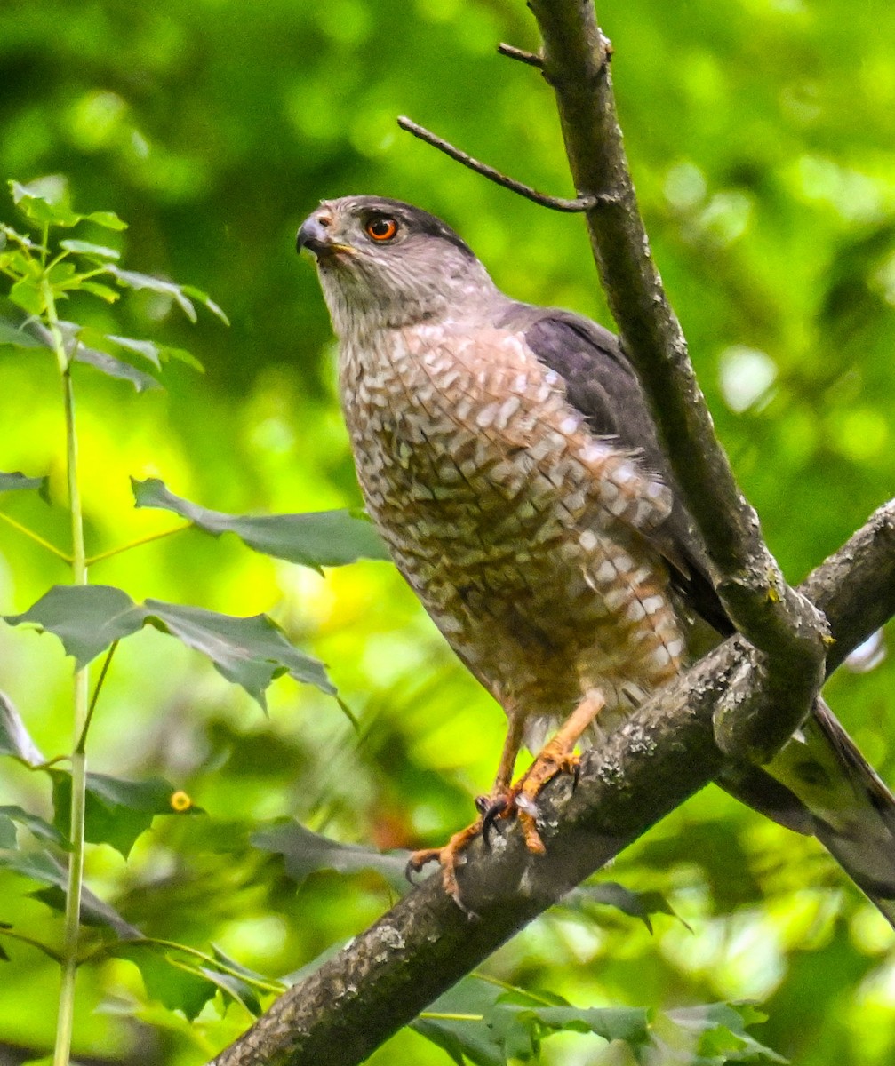 Cooper's Hawk - ML620308638