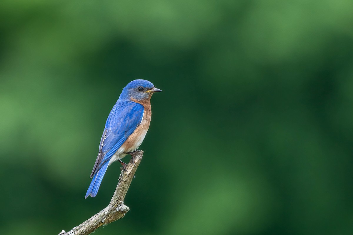 Eastern Bluebird - ML620308639