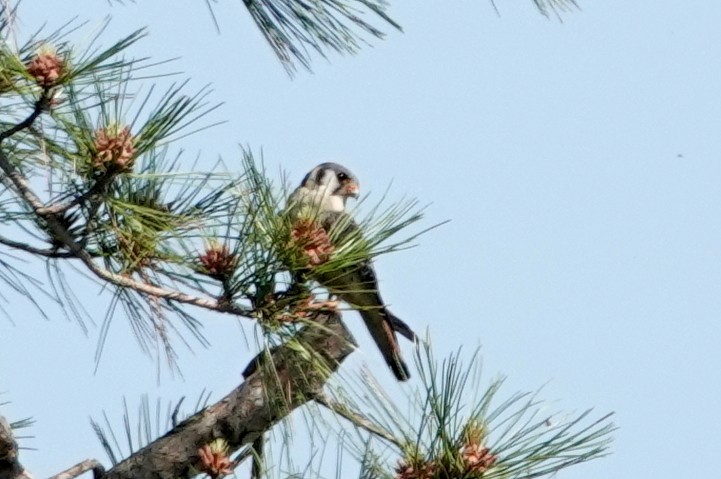 American Kestrel - ML620308642