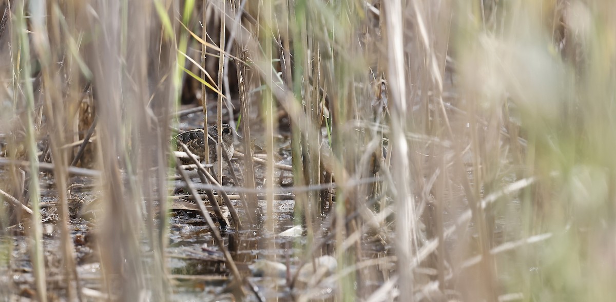 Greater Painted-Snipe - ML620308648