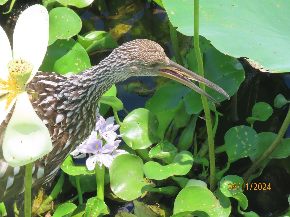 Limpkin - ML620308650