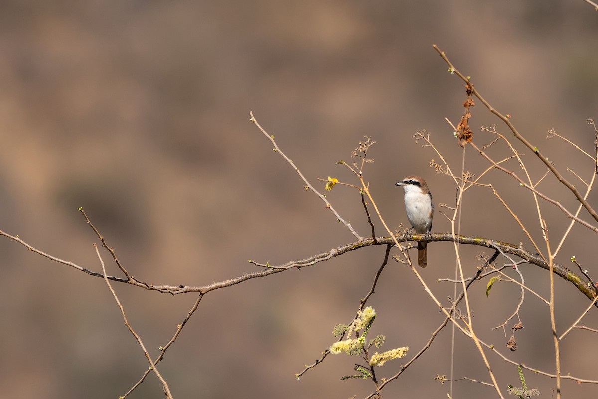 Red-tailed Shrike - ML620308651