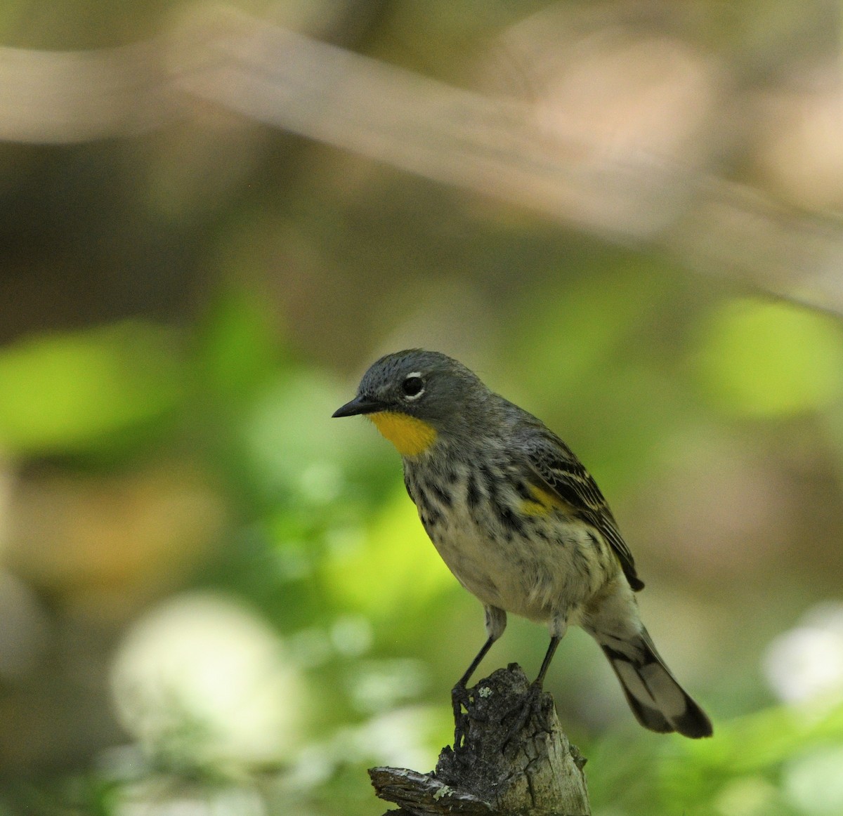 Yellow-rumped Warbler - ML620308653