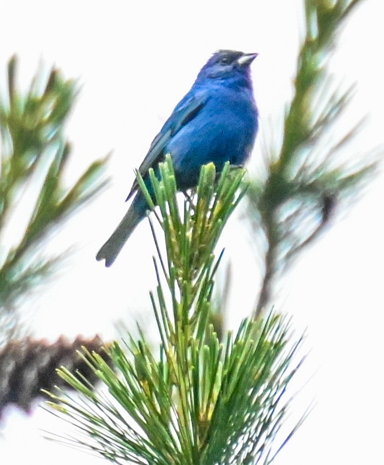 Indigo Bunting - ML620308654