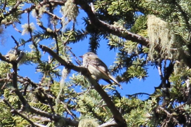 Dusky Flycatcher - ML620308658