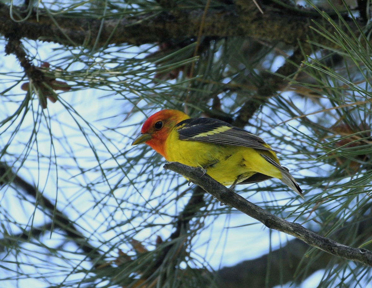 Western Tanager - ML620308661