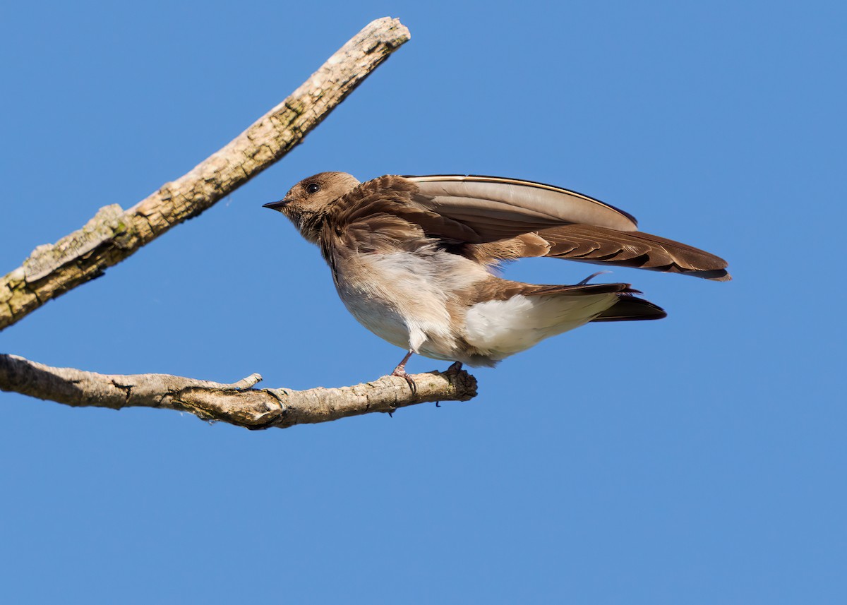 Northern Rough-winged Swallow - ML620308662