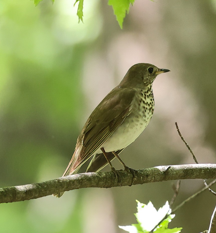 Gray-cheeked Thrush - ML620308666