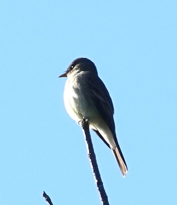 Alder Flycatcher - ML620308671