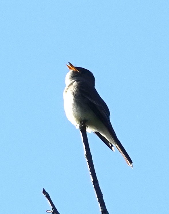 Alder Flycatcher - Mario Poirier