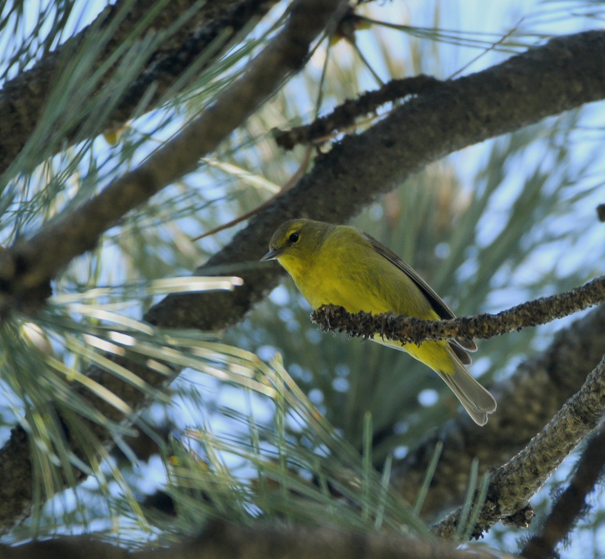 Orange-crowned Warbler - ML620308673