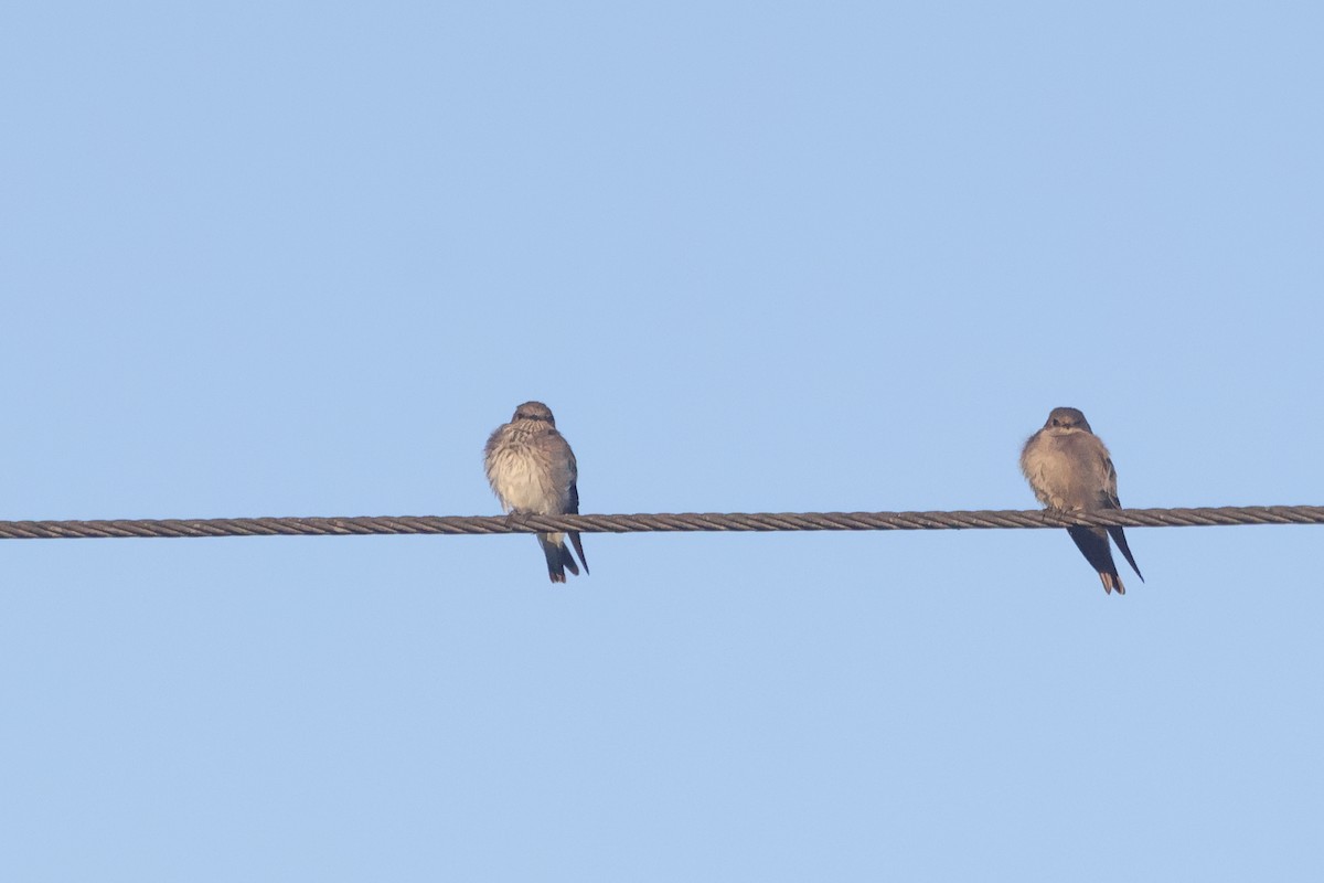 Golondrina de las Mascareñas - ML620308675