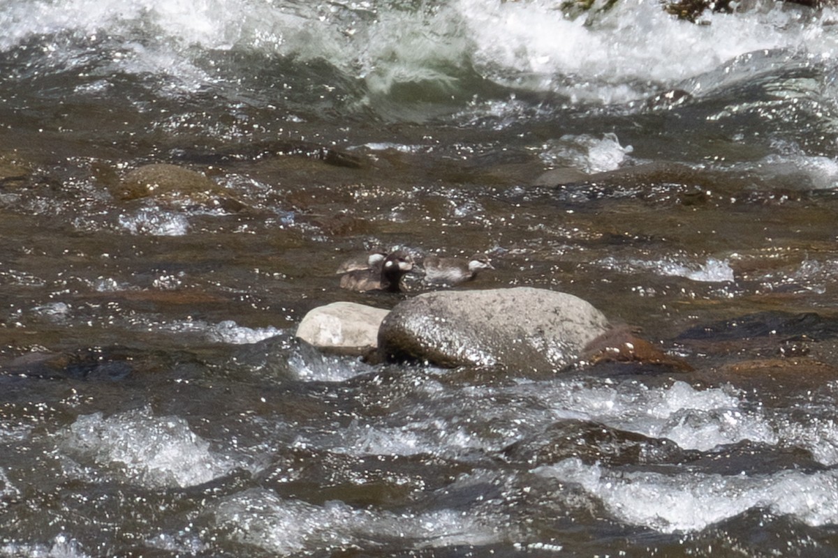 Harlequin Duck - ML620308679