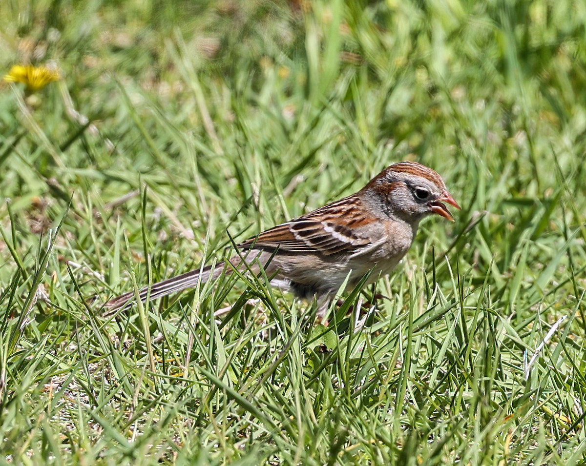 Field Sparrow - Tom Driscoll