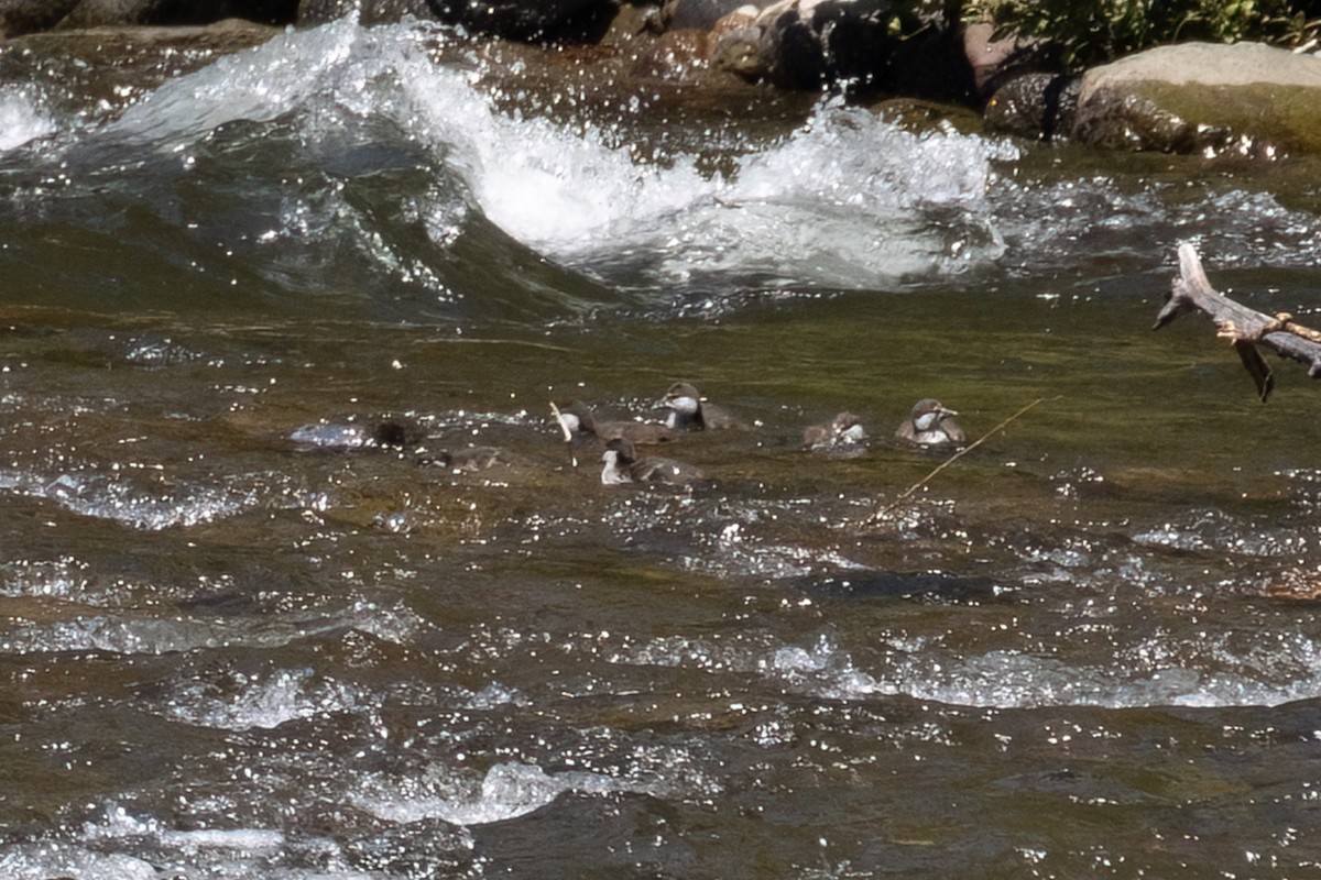 Harlequin Duck - ML620308683