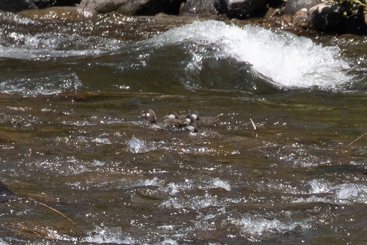 Harlequin Duck - ML620308686