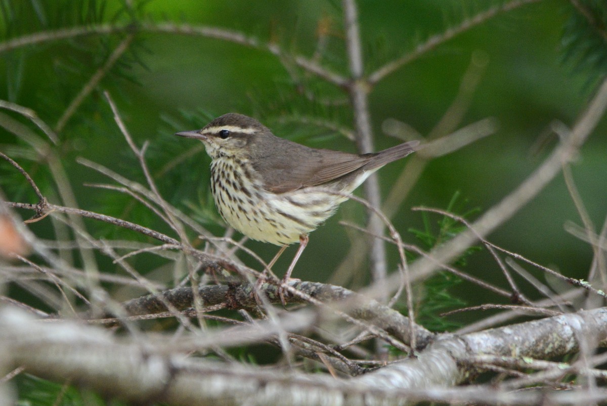 Northern Waterthrush - ML620308693